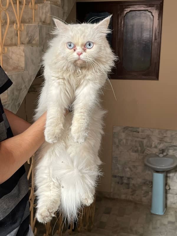 persian female semi punch face cat for sale 2