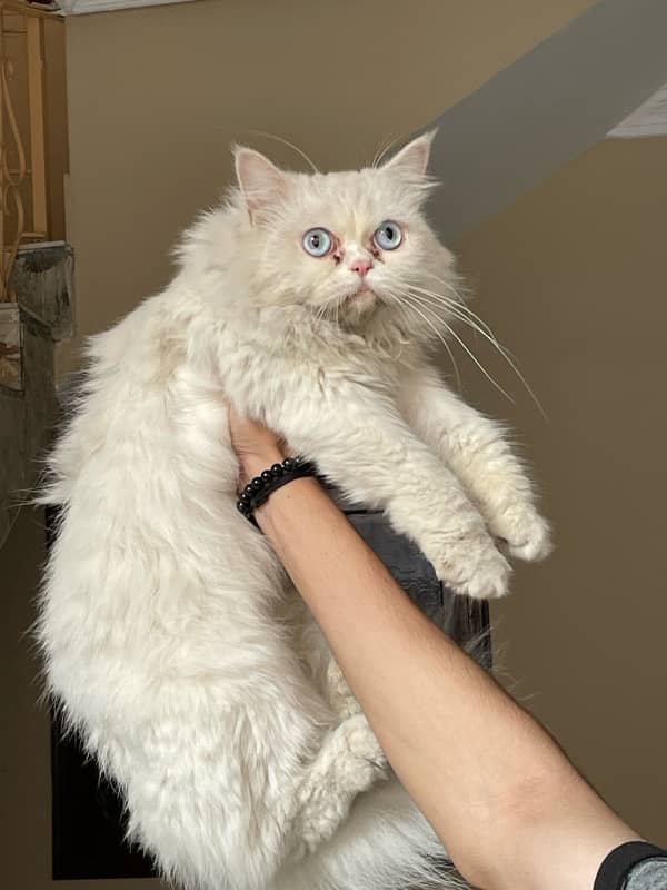 persian female semi punch face cat for sale 3