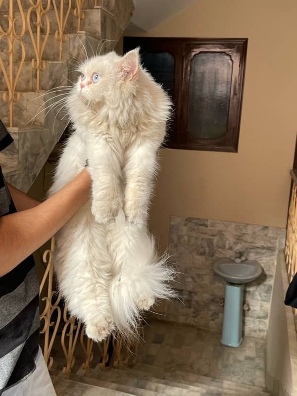 persian female semi punch face cat for sale 4