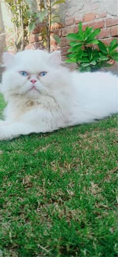 persion male cat only for mating crose