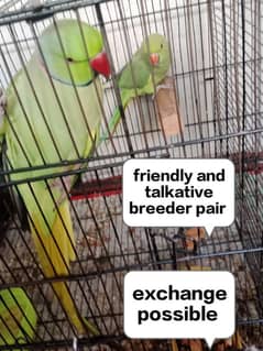 cage or parrots