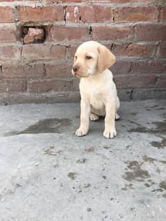 labra papi for sale