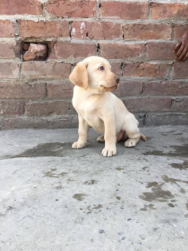 labra papi for sale 1