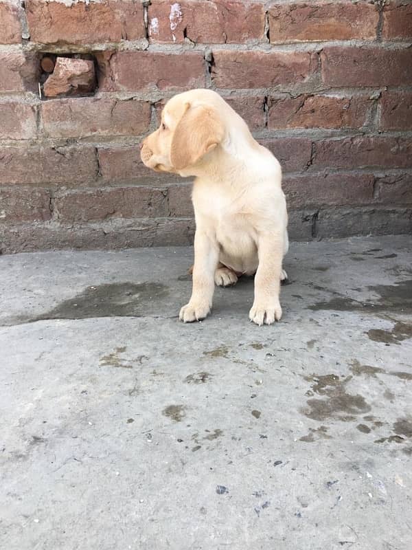 labra papi for sale 2