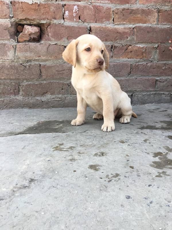 labra papi for sale 3