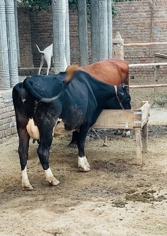 cow for  sale 1