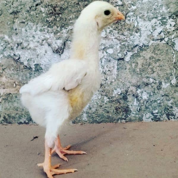 White Oh Shamo Chicks & Eggs 5