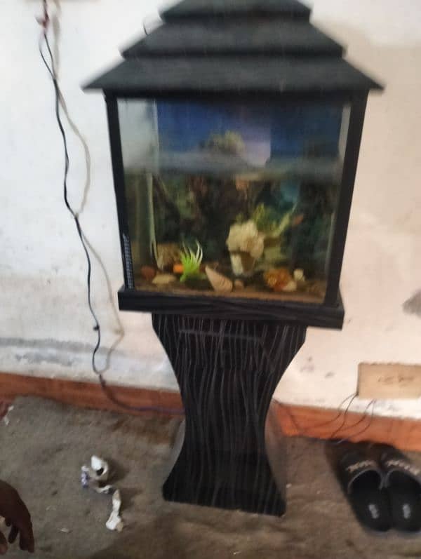 fish aquarium 0