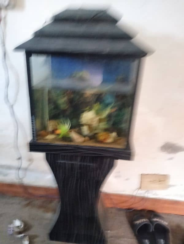 fish aquarium 1