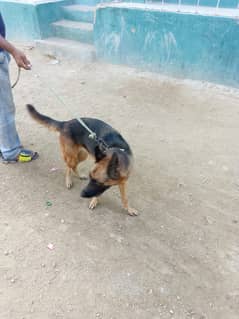 selling german shepherd dog