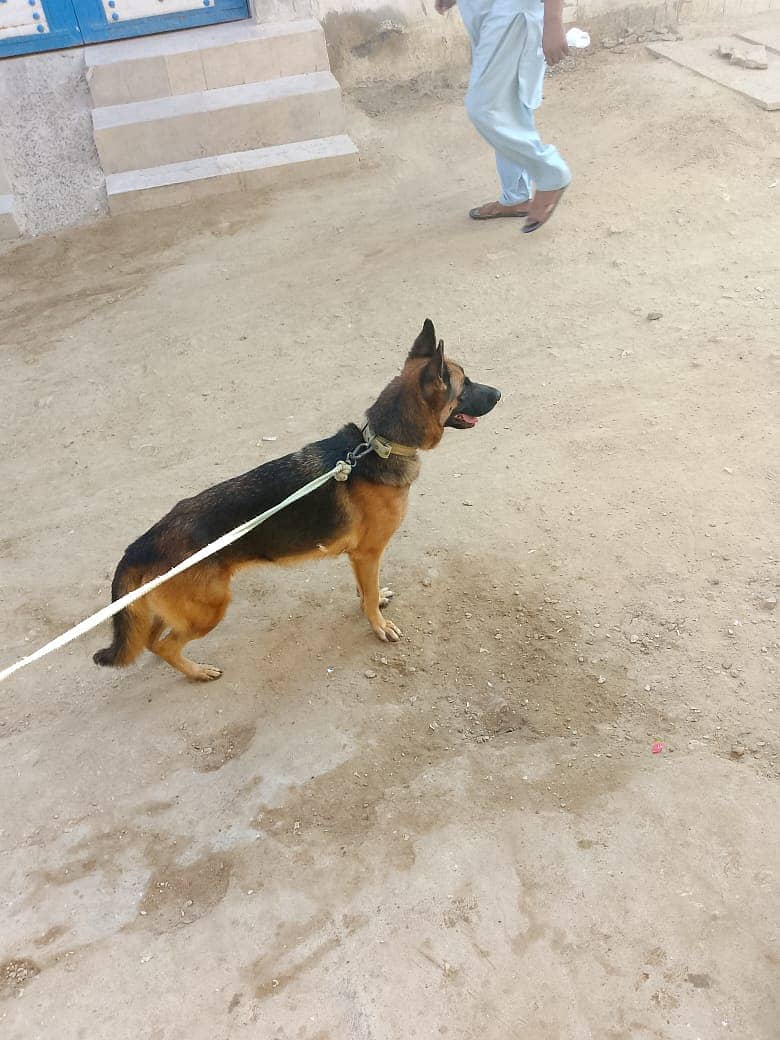 selling german shepherd dog 1