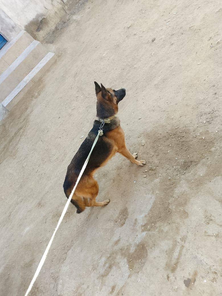 selling german shepherd dog 2