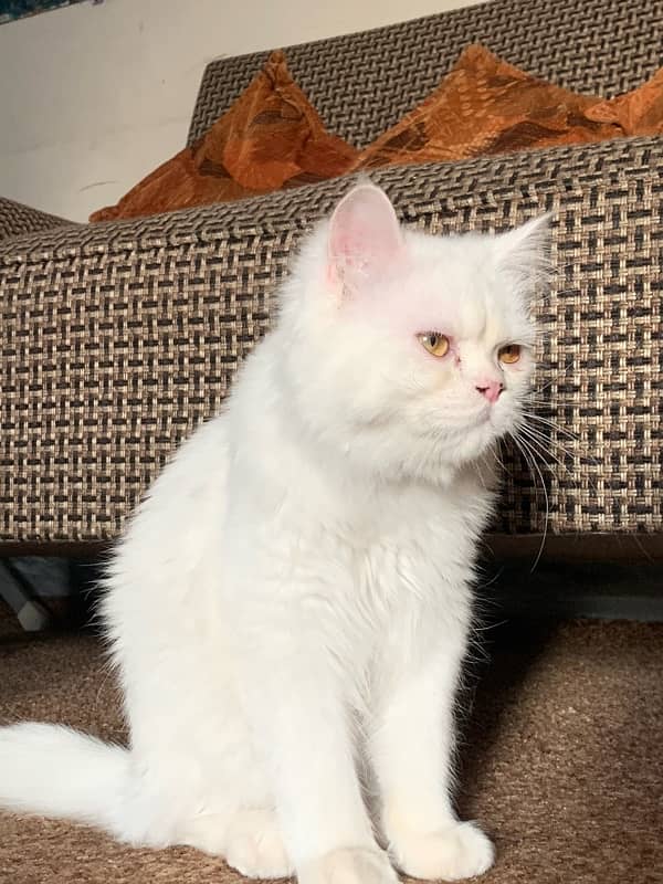 Persian Cat Triple Coated - Male 0