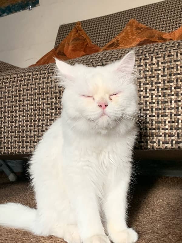 Persian Cat Triple Coated - Male 1