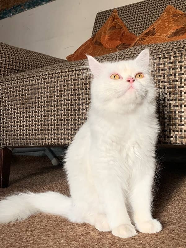 Persian Cat Triple Coated - Male 2