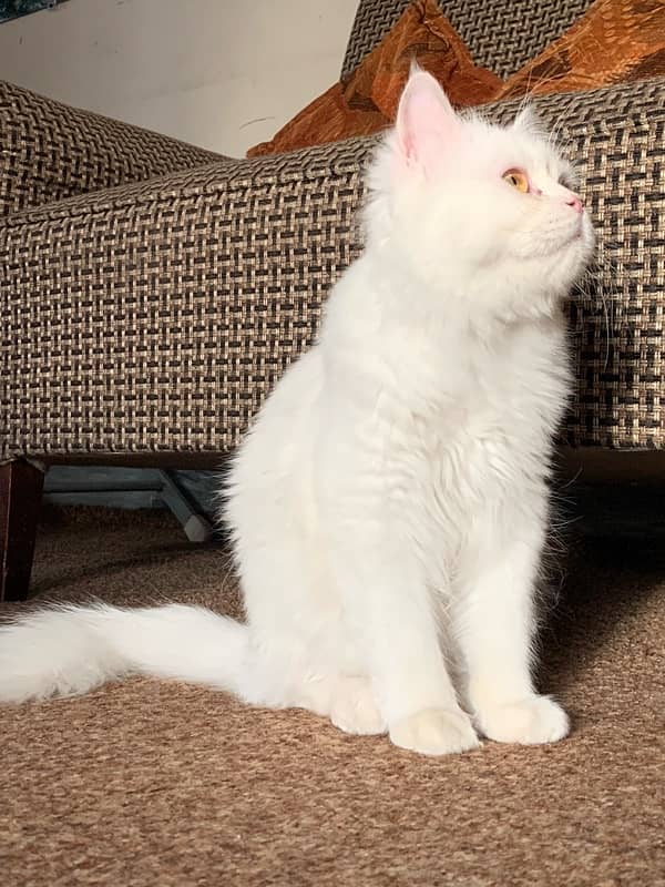 Persian Cat Triple Coated - Male 3