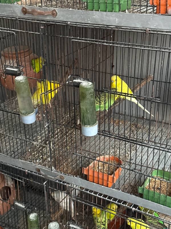 parrots 2