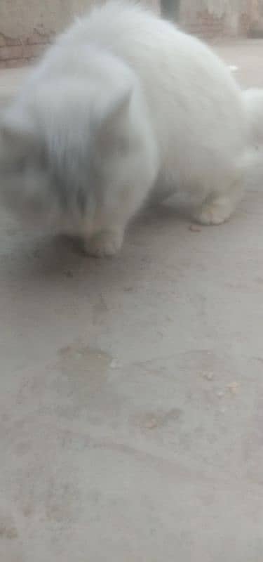 white cat for sale 1