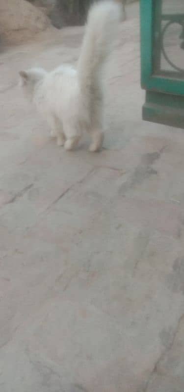 white cat for sale 2