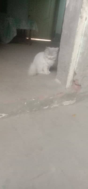 white cat for sale 3