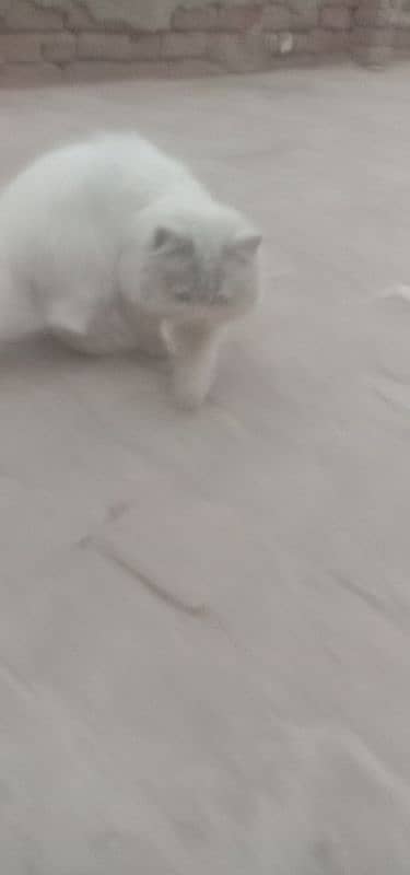 white cat for sale 4