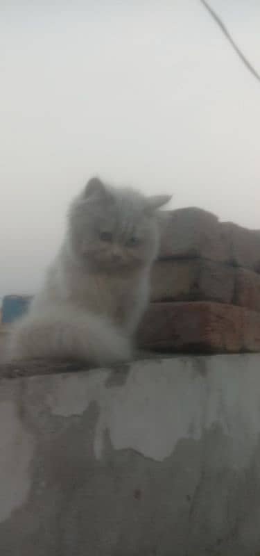 white cat for sale 5