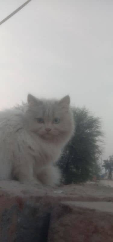 white cat for sale 6