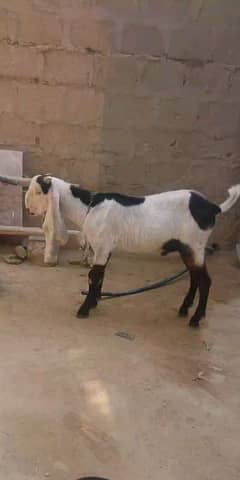 long ear bakra