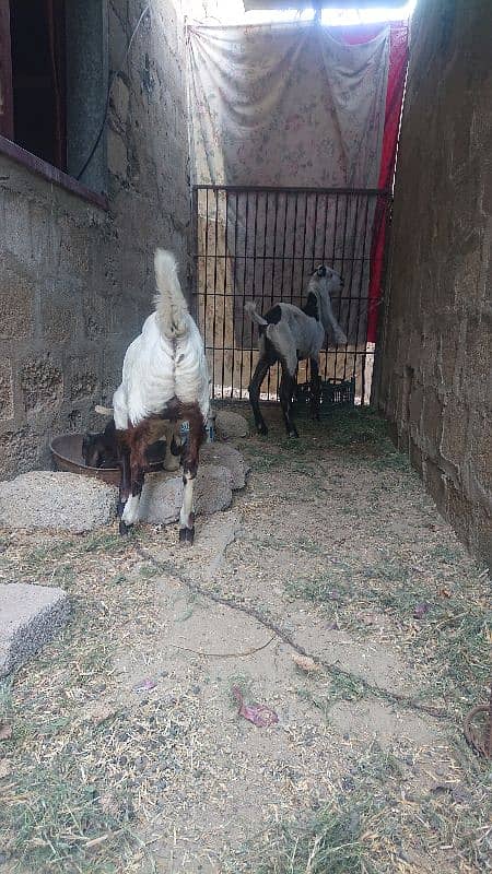 long ear bakra 2