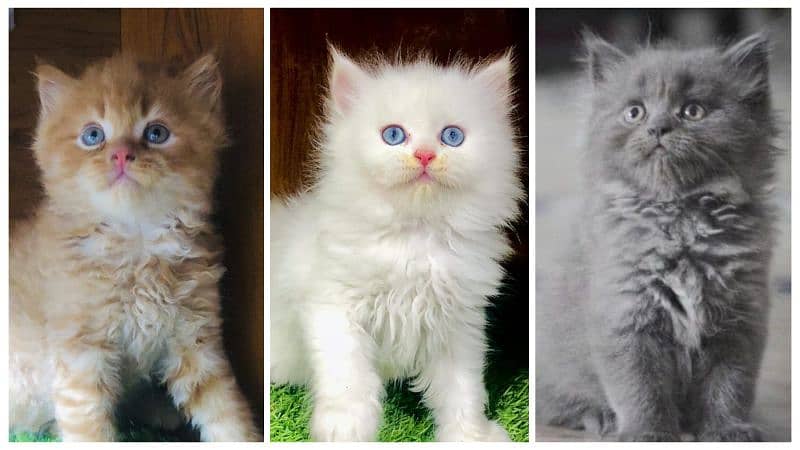 Persian kitten cats 0