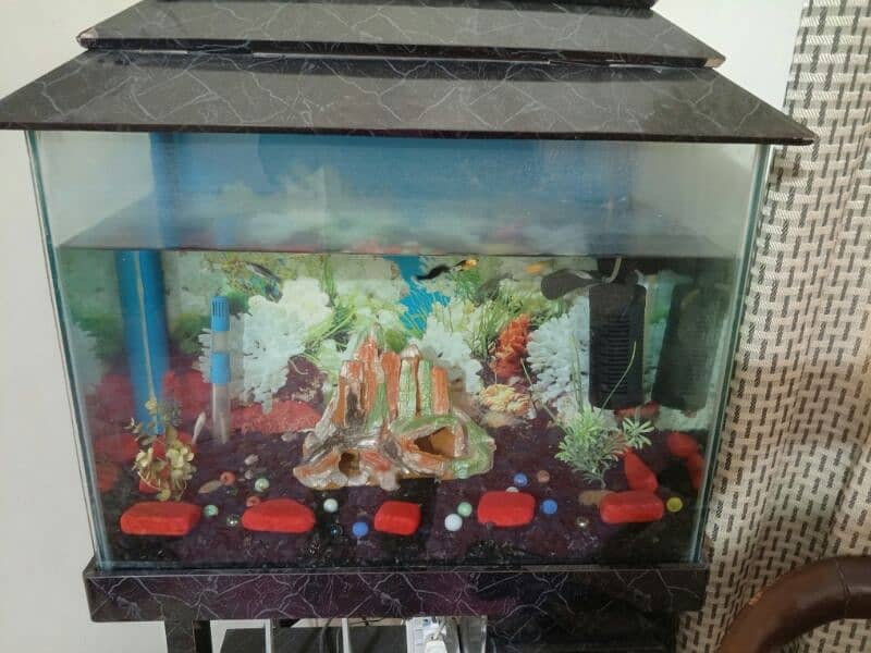 Fish aquarium 0