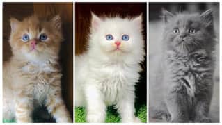 Persian kitten cats