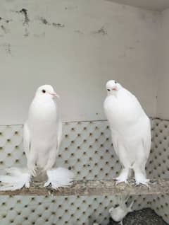 ghubara pigeon adult pair