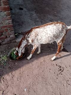 makhi chini goat