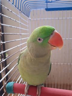 Raw Kashmiri pahari parrot for sale