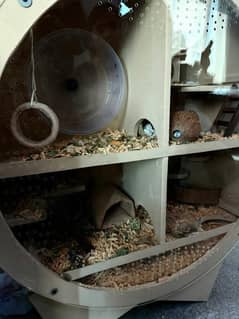 designer hamster shelter with hamster