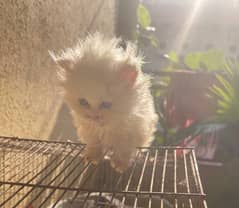 Persian Kittens Triple coated