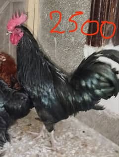 Australorp