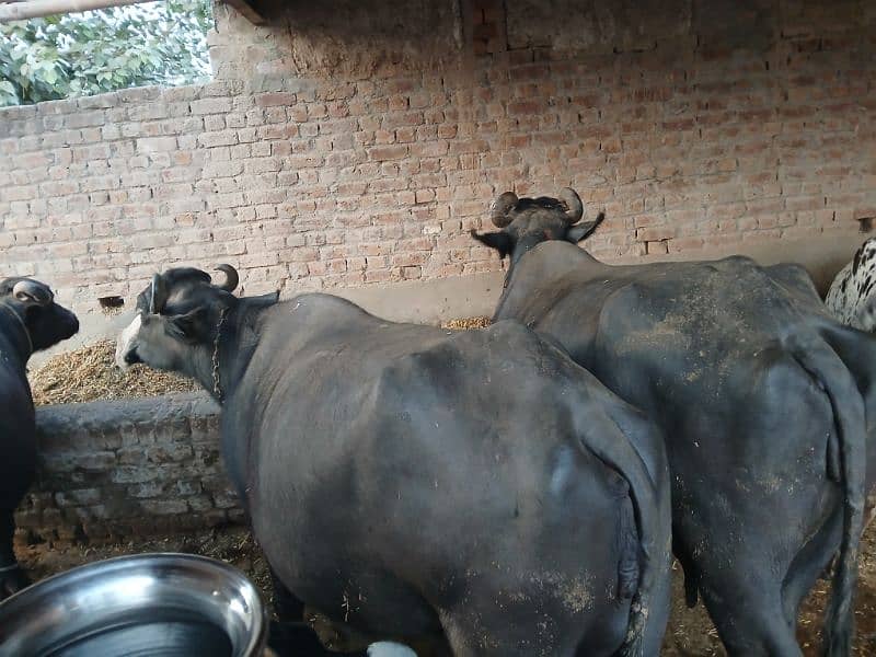 sajjri | Nelli ravi Nasal | Cow | Wacha | buffalo | Pick nose katta 1