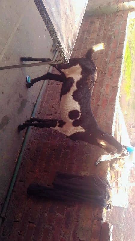 Goat for sale 2