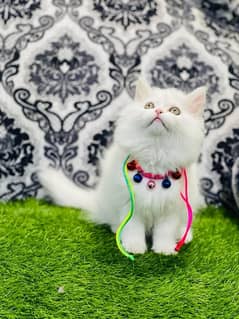 Persian Fawm Male Kitten Ready For New Home