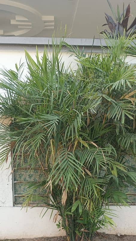 beautiful Areca palm 1