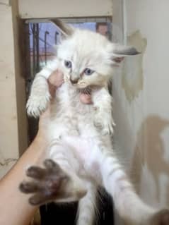 Persian Kittens Triple Coated Healthy and active