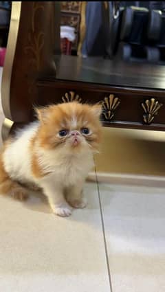 Persian Kitten For Urgent Sale 3riple Coated = Watsapp. 03274706406