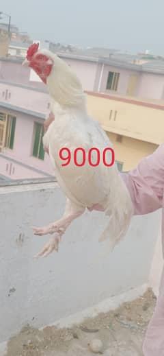 Hera aseel pair for sale in pwd islambad