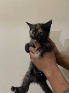 Persian cat with 2 kittens