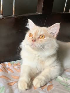 persian cat in light brown and white colour vaccinated friendly