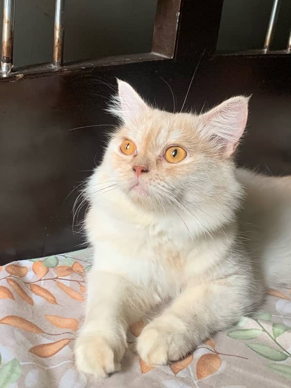 persian cat in light brown and white colour vaccinated friendly 0