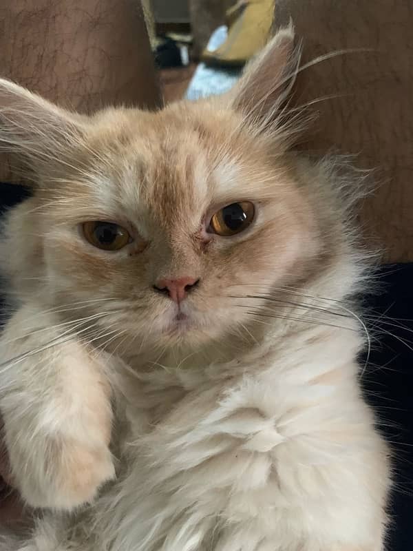 persian cat in light brown and white colour vaccinated friendly 9