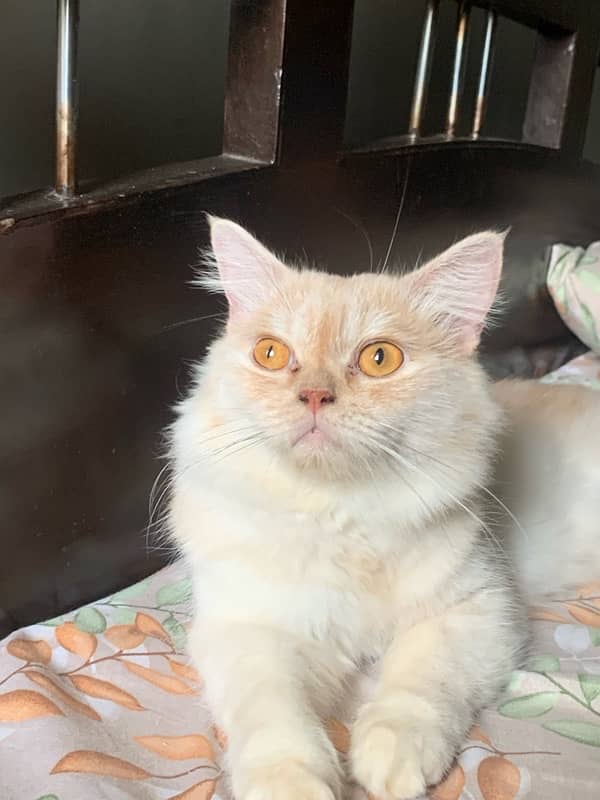 persian cat in light brown and white colour vaccinated friendly 11